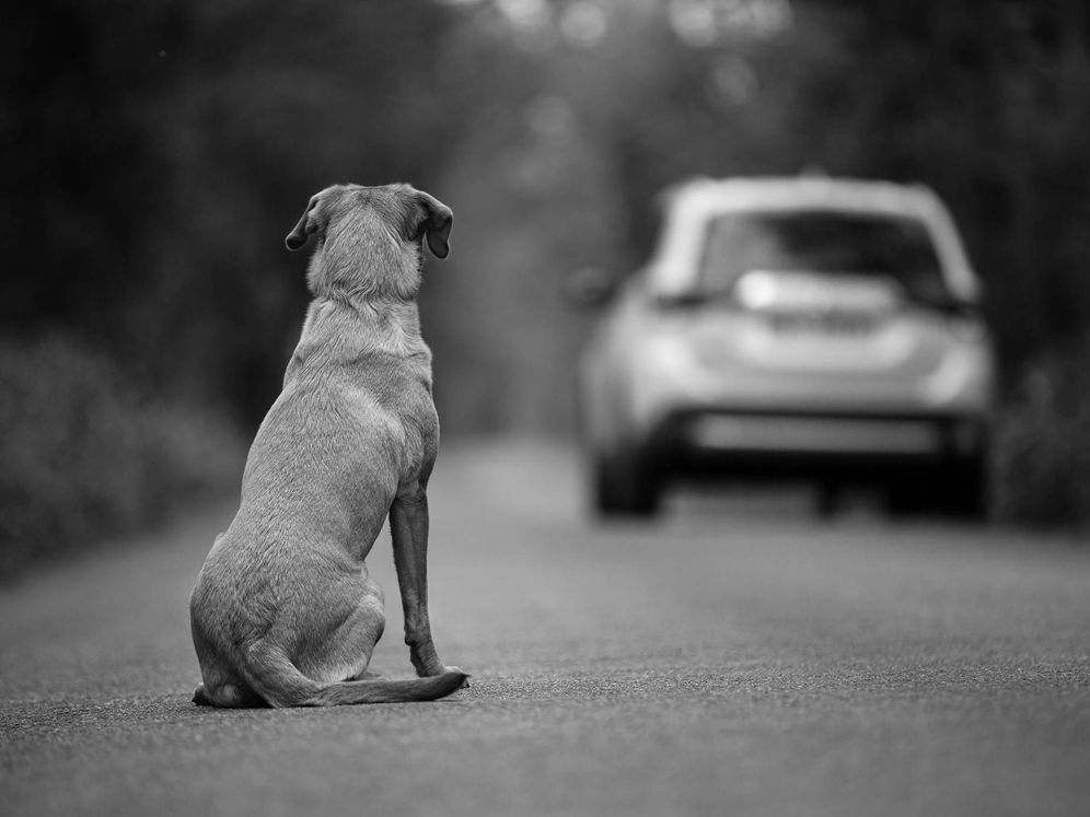 Sanciones de hasta 50.000 euros por el abandono de mascotas