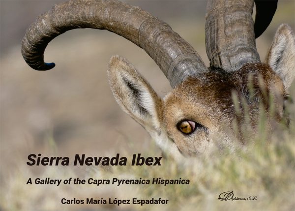 Sierra Nevada Ibex